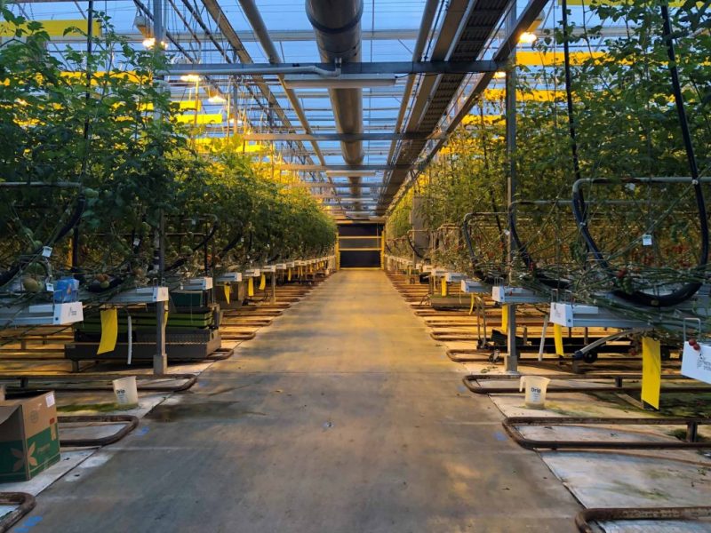 greenhouse